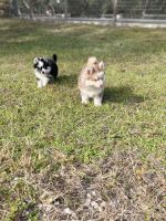 Pomsky Puppies for sale in Homosassa, FL, USA. price: NA