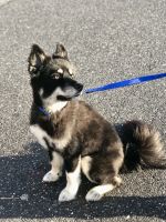 Pomsky Puppies for sale in Parkville, MD, USA. price: NA