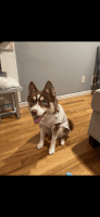 Pomsky Puppies for sale in Jersey City, NJ, USA. price: NA