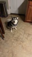 Pomsky Puppies for sale in 1336 W Main St, Norristown, PA 19401, USA. price: NA