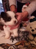 Pomsky Puppies for sale in Vernon, FL 32462, USA. price: NA