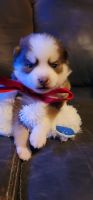 Pomsky Puppies for sale in Fitchburg, MA 01420, USA. price: NA