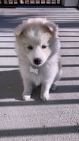 Pomsky Puppies for sale in Flushing, NY 11365, USA. price: NA