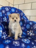 Pomsky Puppies for sale in Topeka, IN 46571, USA. price: NA