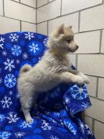 Pomsky Puppies for sale in Topeka, IN 46571, USA. price: NA