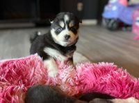 Pomsky Puppies for sale in SOUTH PRINCE GEORGE, VA 23805, USA. price: NA