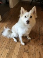 Pomsky Puppies for sale in Casselberry, FL 32707, USA. price: NA