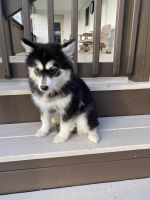 Pomsky Puppies for sale in Munfordville, KY 42765, USA. price: NA