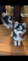 Pomsky Puppies for sale in Federal Way, WA, USA. price: NA