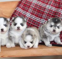 Pomsky Puppies for sale in 203 US-1, Norlina, NC 27563, USA. price: NA