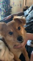 Pomsky Puppies for sale in Worcester, MA, USA. price: NA