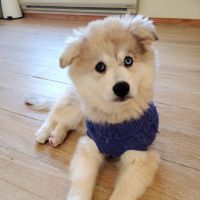 Pomsky Puppies for sale in East Rutherford, NJ, USA. price: NA