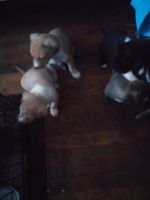 Pomsky Puppies for sale in S Haven Pl, South Haven, MI 49090, USA. price: NA