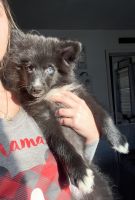 Pomsky Puppies for sale in Centereach, NY, USA. price: NA