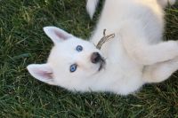 Pomsky Puppies for sale in Simi Valley, CA 93065, USA. price: NA