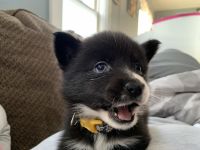 Pomsky Puppies for sale in Watertown, NY 13601, USA. price: NA