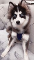 Pomsky Puppies for sale in Pinellas Park, FL 33781, USA. price: NA
