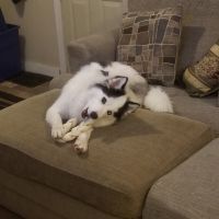 Pomsky Puppies for sale in 1212 65th St, Windsor Heights, IA 50324, USA. price: NA