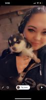 Pomsky Puppies for sale in Cumberland, RI 02864, USA. price: NA
