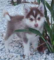 Pomsky Puppies for sale in Spring Hill, FL, USA. price: NA