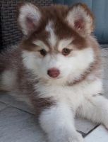 Pomsky Puppies for sale in Spring Hill, FL, USA. price: NA