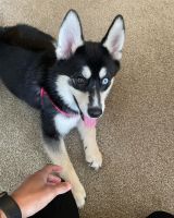 Pomsky Puppies for sale in Sterling Heights, MI, USA. price: NA
