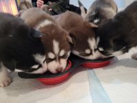 Pomsky Puppies for sale in Lowell, MA, USA. price: NA