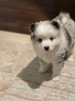 Pomsky Puppies for sale in Long Island Expy, New York, NY, USA. price: NA
