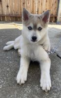 Pomsky Puppies for sale in Vacaville, CA, USA. price: NA