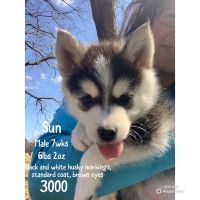 Pomsky Puppies for sale in Friendship, NY 14739, USA. price: NA