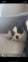 Pomsky Puppies for sale in Macomb, MI 48042, USA. price: NA