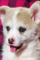 Pomsky Puppies for sale in Orwigsburg, PA 17961, USA. price: NA