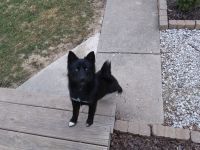 Pomsky Puppies for sale in Terre Haute, IN, USA. price: NA