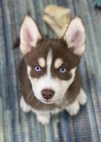 Pomsky Puppies for sale in Rogers, MN 55374, USA. price: NA
