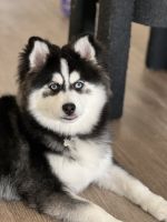 Pomsky Puppies for sale in Los Angeles, CA 90024, USA. price: NA