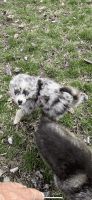 Pomsky Puppies for sale in Colchester, IL 62326, USA. price: NA