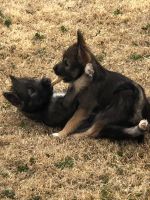 Pomsky Puppies for sale in Durant, OK, USA. price: NA
