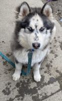 Pomsky Puppies for sale in New Rochelle, NY, USA. price: NA