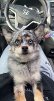 Pomsky Puppies for sale in Ellicott City, MD, USA. price: NA