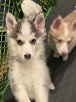 Pomsky Puppies for sale in Hastings, MI 49058, USA. price: NA