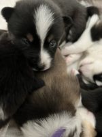 Pomsky Puppies Photos