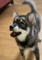 Pomsky Puppies for sale in Knoxville, TN, USA. price: NA