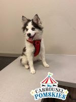 Pomsky Puppies for sale in Pahrump, NV, USA. price: NA