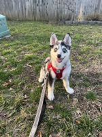 Pomsky Puppies for sale in Monroe Township, NJ 08831, USA. price: NA