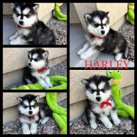 Pomsky Puppies for sale in San Fernando, CA 91345, USA. price: NA