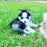 Pomsky Puppies for sale in Brooksville, FL 34601, USA. price: NA