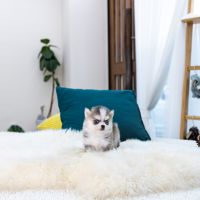 Pomsky Puppies for sale in Queens, NY 11106, USA. price: NA