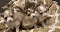 Pomsky Puppies for sale in Aurora, IL, USA. price: NA