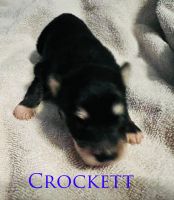 Pomsky Puppies for sale in Elizabethtown, KY 42701, USA. price: NA