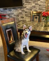 Pomsky Puppies for sale in Galloway, OH 43119, USA. price: NA
